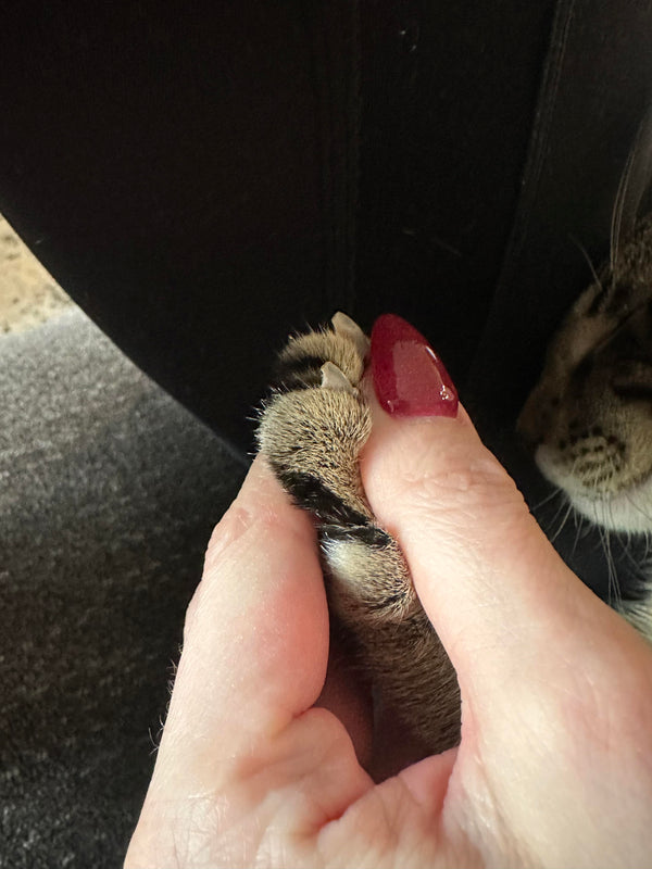 "My cat approved. So do I!"