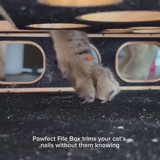 Pawfect File Box™